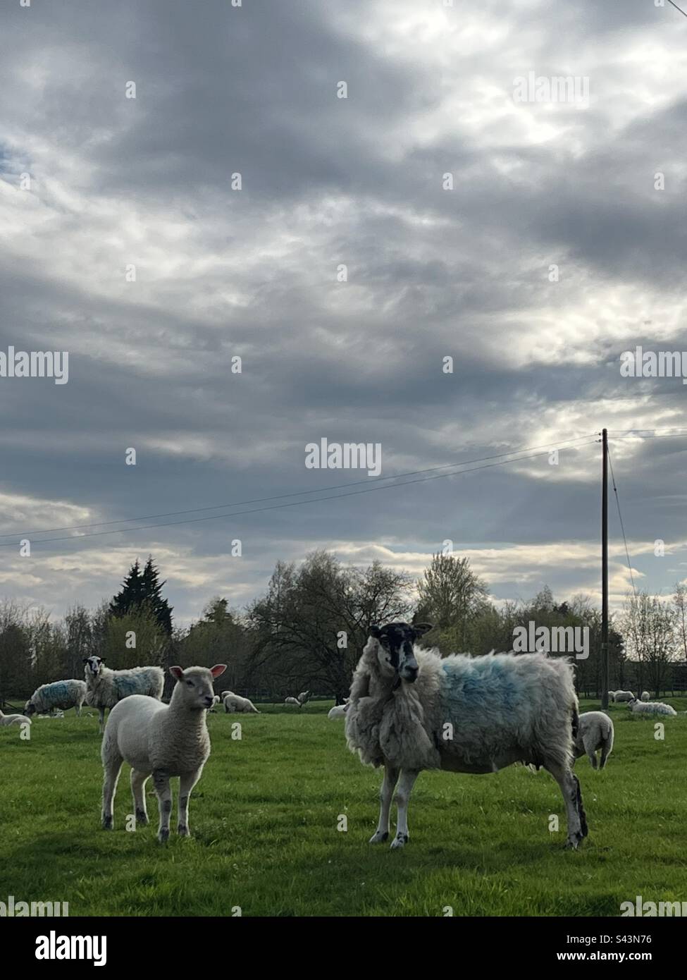 Ewe with her spring Lamb in field - Smartphone Captured Stock Image