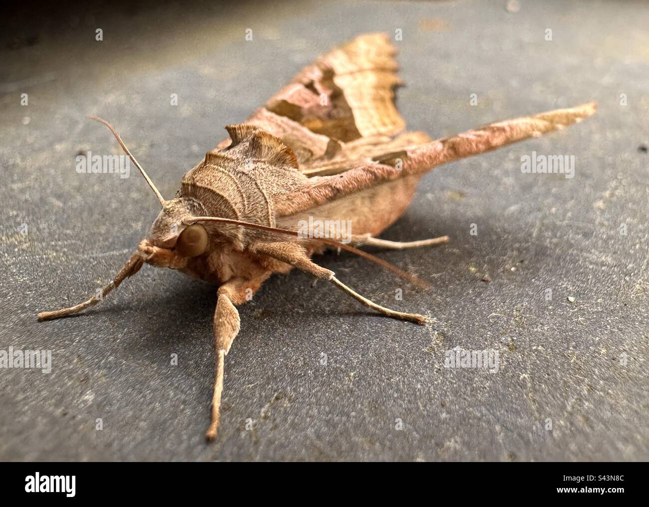 Angle Shades Moth Stock Photo