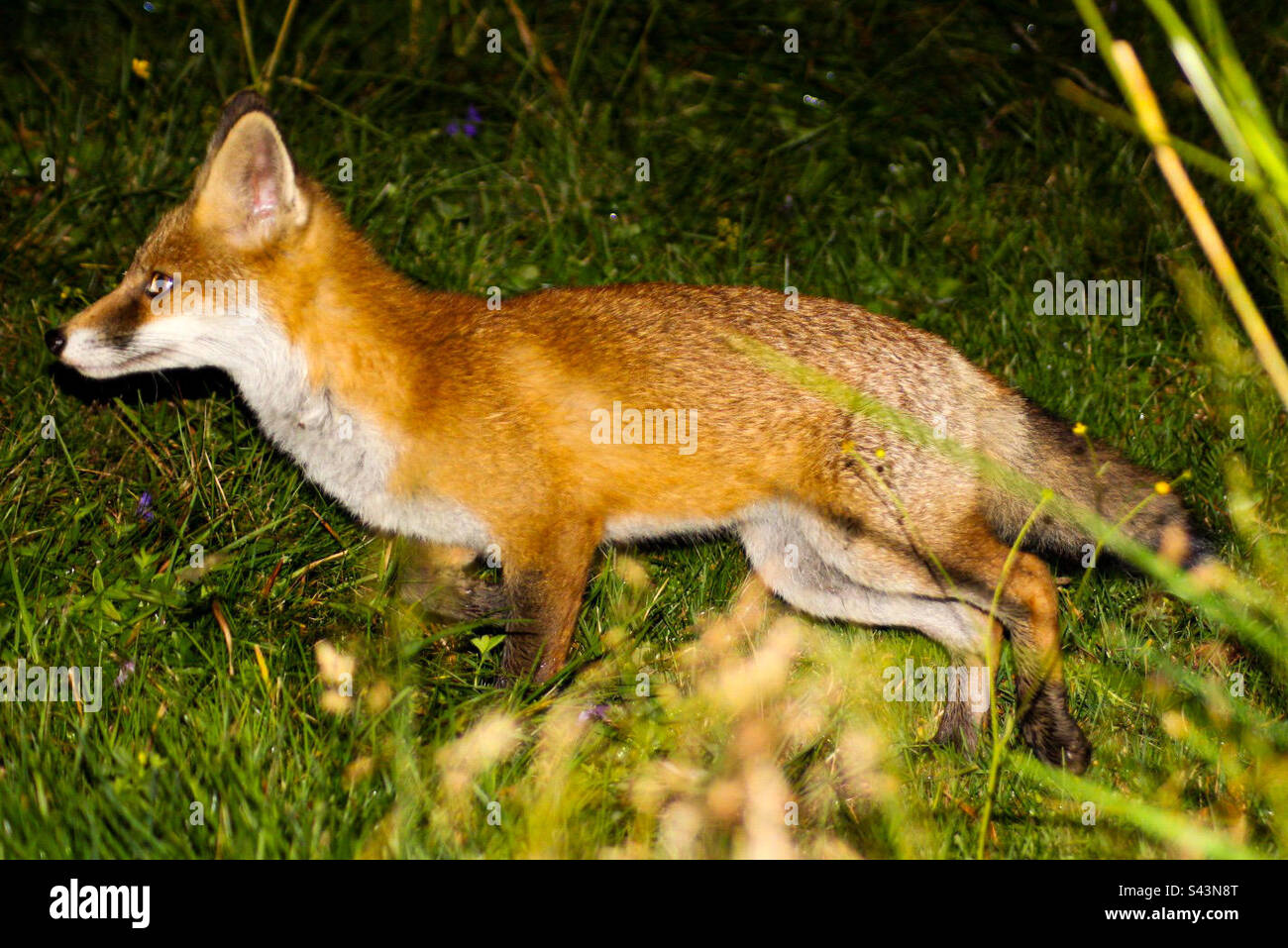 Wild red fox Stock Photo - Alamy