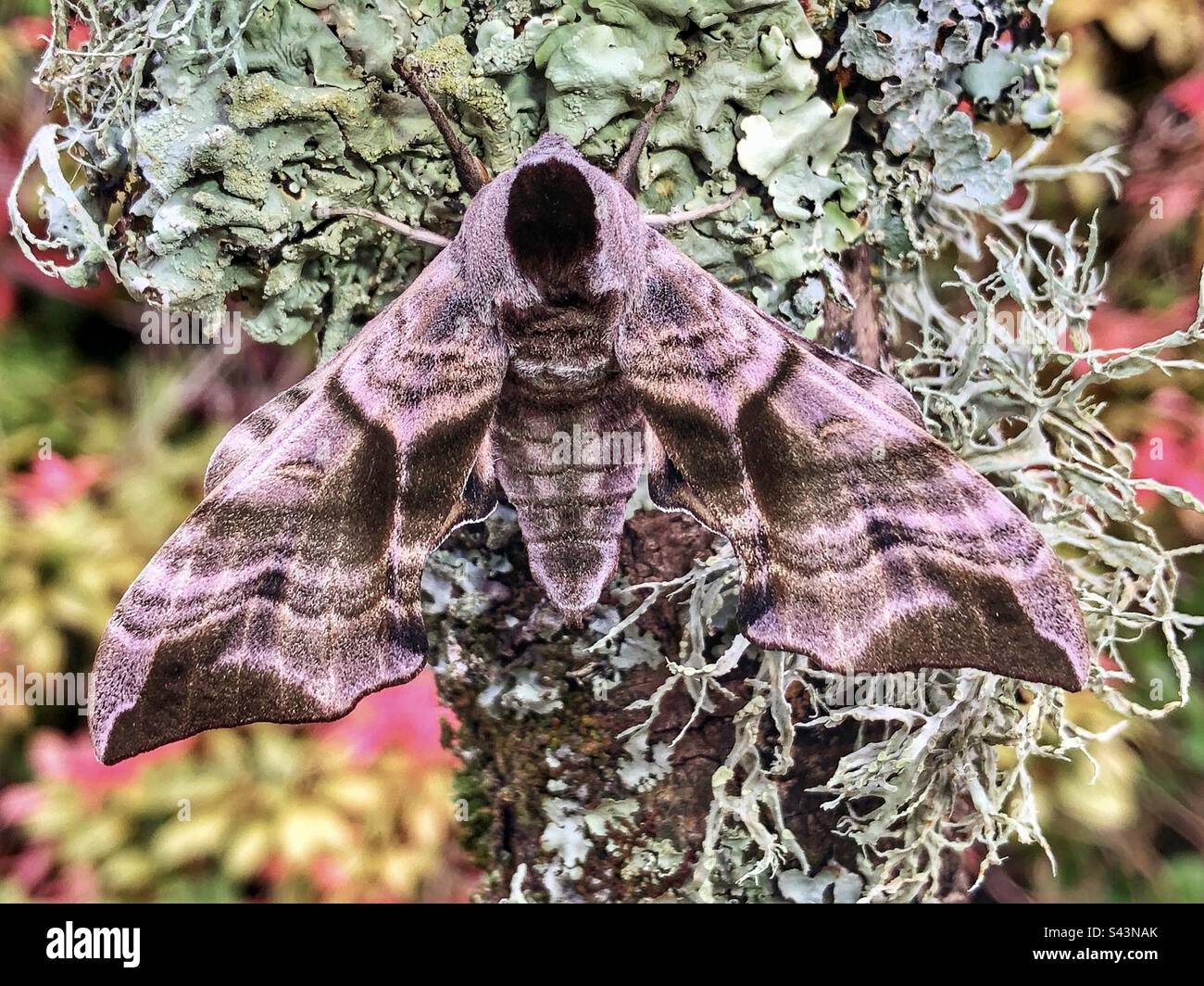 Eyed hawk moth (Smerinthus ocellatus) male Stock Photo