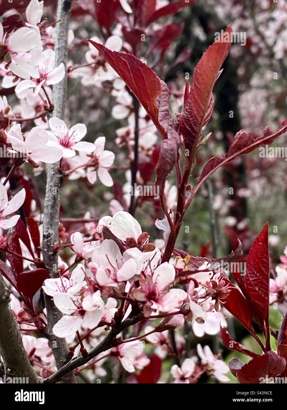 Red leaves and pink blossoms in the park - Smartphone Captured Stock Image