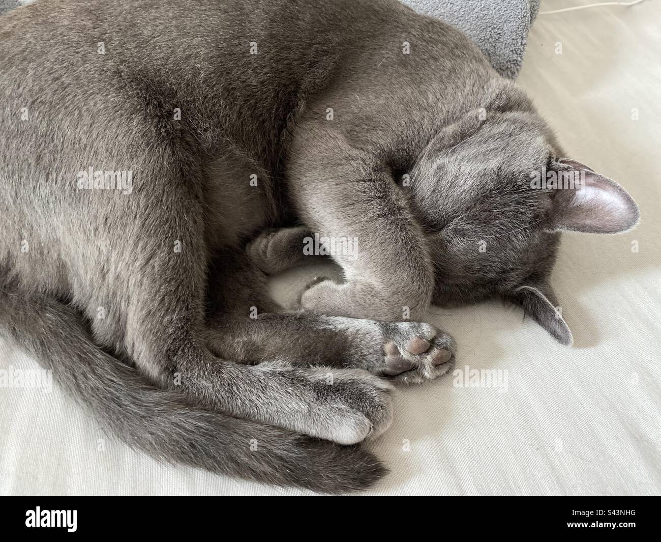 Caught this sweet kitty taking the cutest nap…. Stock Photo