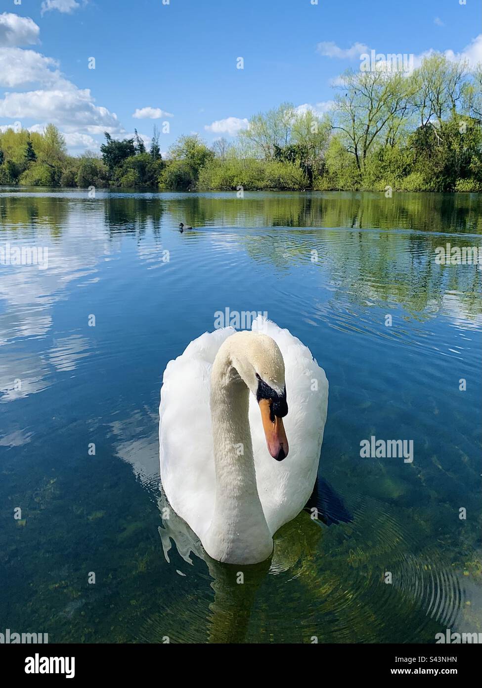 Swan on Hinksey Lake, Scotland - Smartphone Captured Stock Image Swan on Hinksey Lake, Scotland - Smartphone Captured Stock Image