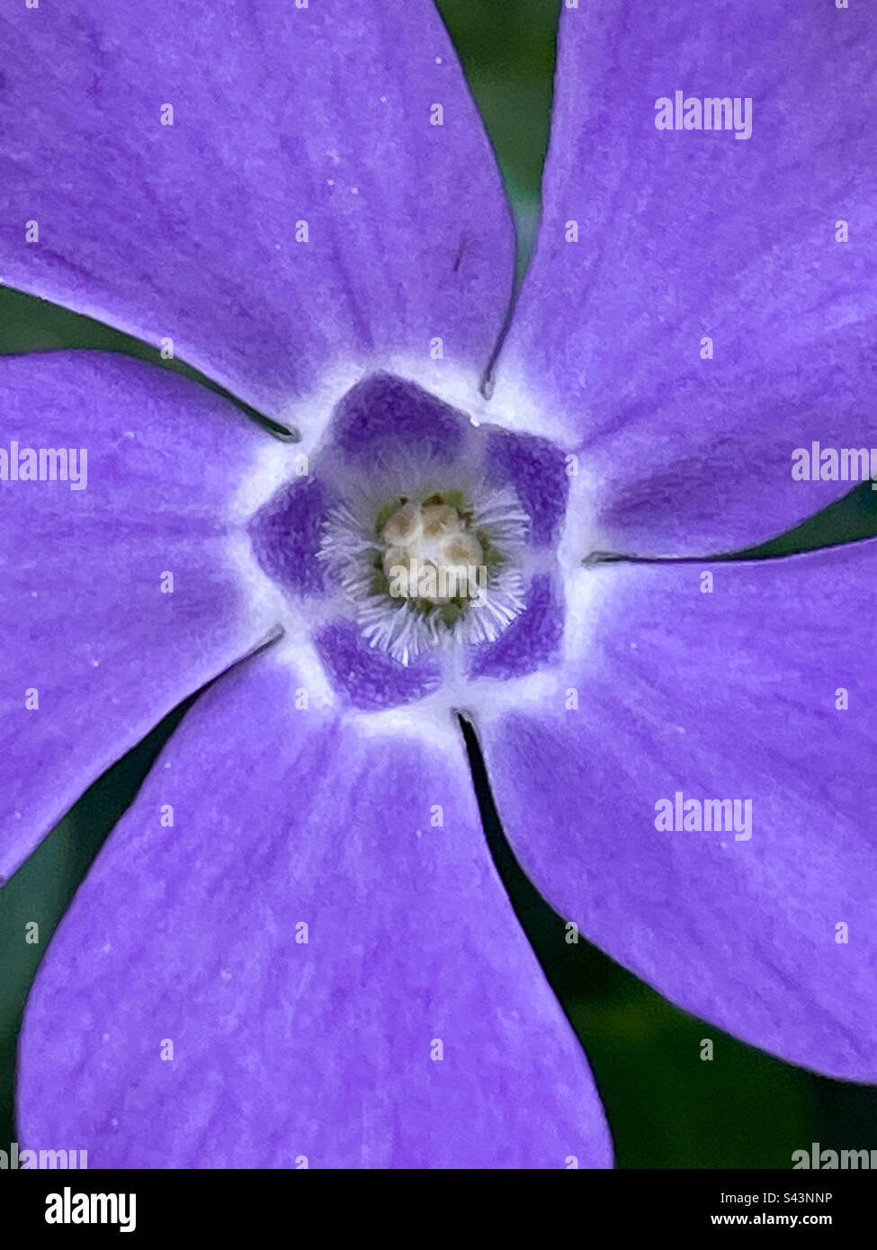 Periwinkle - Smartphone Captured Stock Image