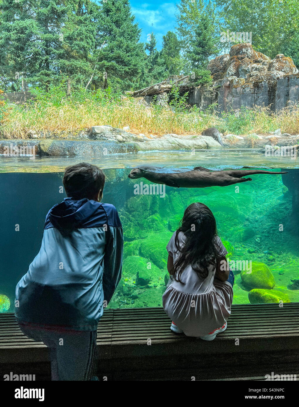 In awe at the aquarium watching an otter Stock Photo - Alamy