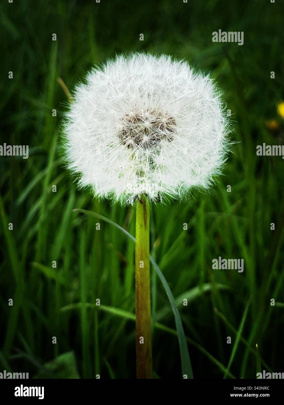 One white dandelion clock growing in grass Stock Photo