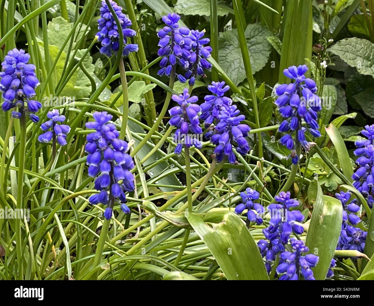 Muscari Flowering - Smartphone Captured Stock Image
