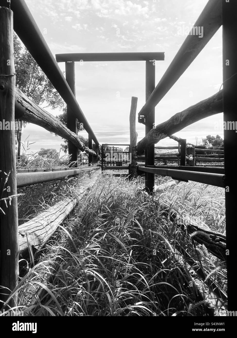Wooden cattle yards Black and White Stock Photos & Images Alamy