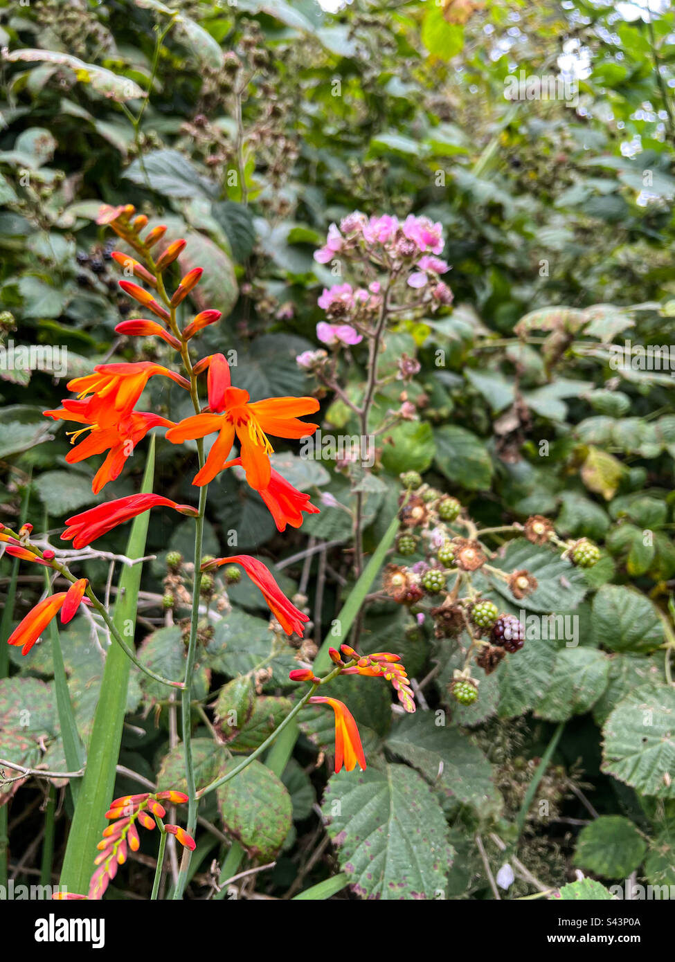 Orange wildflowers hi-res stock photography and images - Alamy