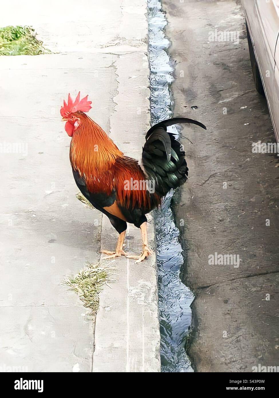 Rooster on the Edge - wandering the streets in St Kitts in 2010.  Spotted on an exploration of the town after we pulled in to port on a cruise ship. - Smartphone Captured Stock Image