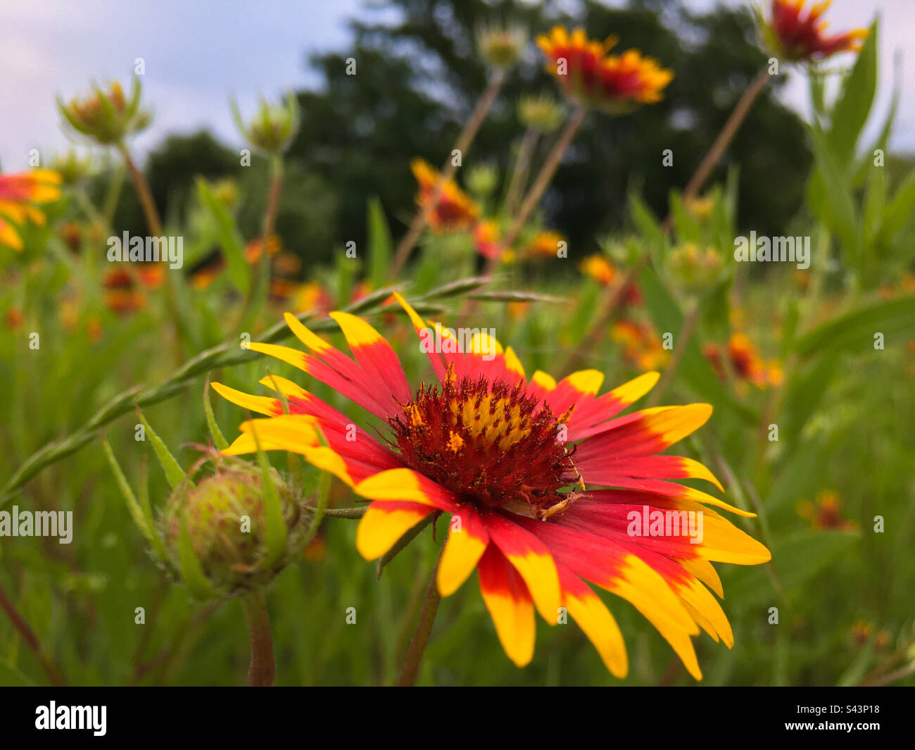 Indian wildflowers hi-res stock photography and images - Alamy