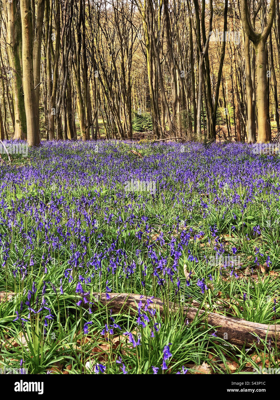 Bluebell woods in Upper Barn Copse Fair Oak Eastleigh Hampshire United