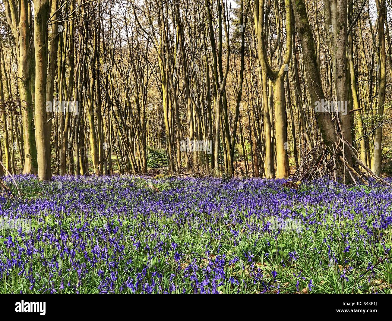 Bluebells and beech trees in Upper Barn Copse Fair Oak Eastleigh