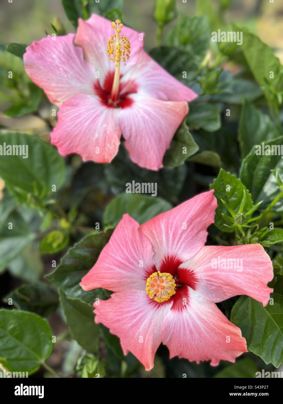 Pink hibiscus flowers Stock Photo Alamy