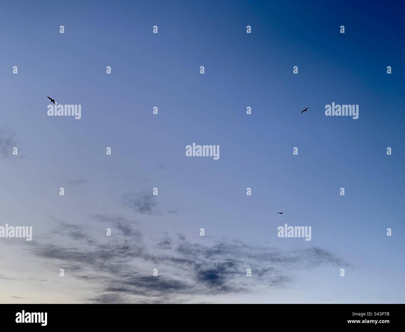 3 seagulls flying in atmospheric twilight sky - Smartphone Captured Stock Image 3 seagulls flying in atmospheric twilight sky - Smartphone Captured Stock Image