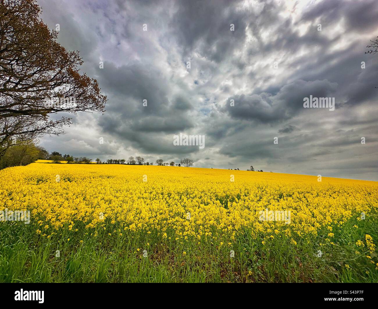Field of rapeseed under a stormy sky - Smartphone Captured Stock Image