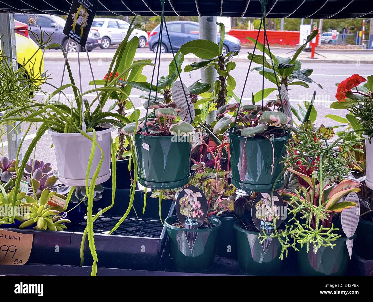 A variety of colorful plants for sale displayed on sidewalk of suburban shopping strip in Victoria, Australia. Retail. Stock Photo