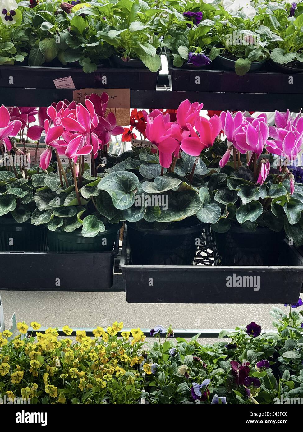 Potted plants display hi-res stock photography and images - Alamy