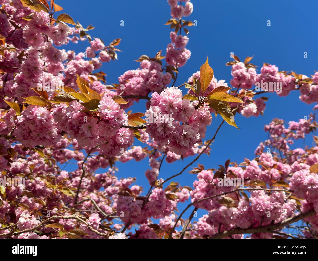 Japanese cherry blossom tree in flower against a deep blue sky Stock