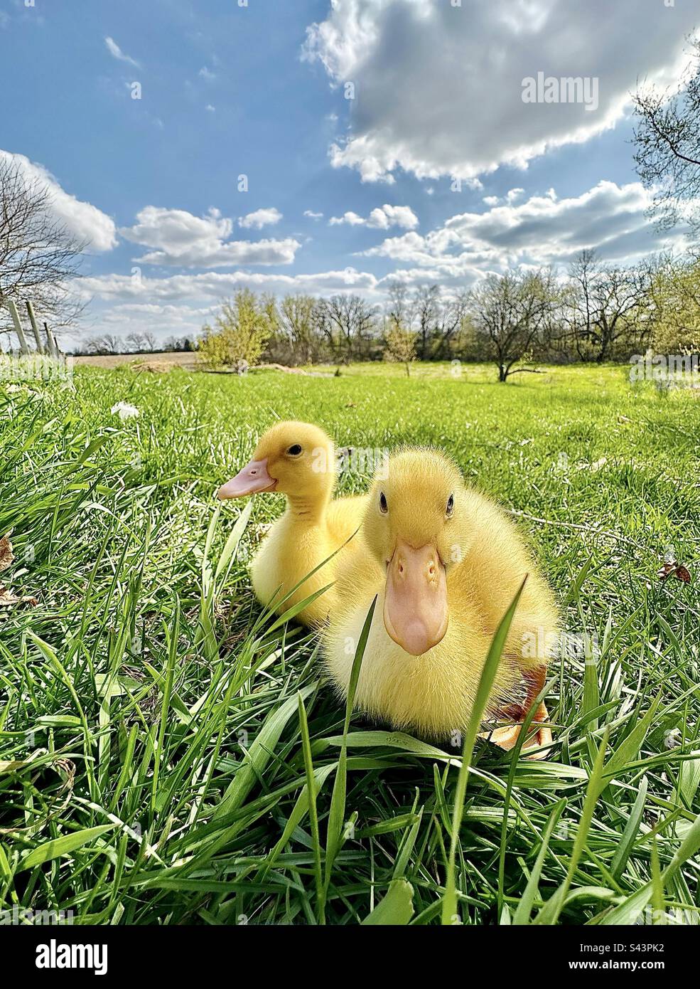 Two baby ducklings in a grassy field - Smartphone Captured Stock Image