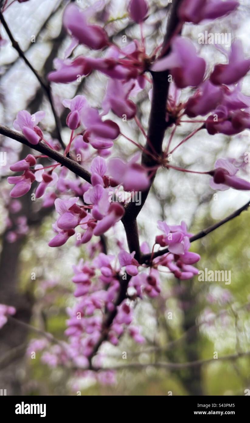 Eastern Redbud Tree Stock Photo Alamy