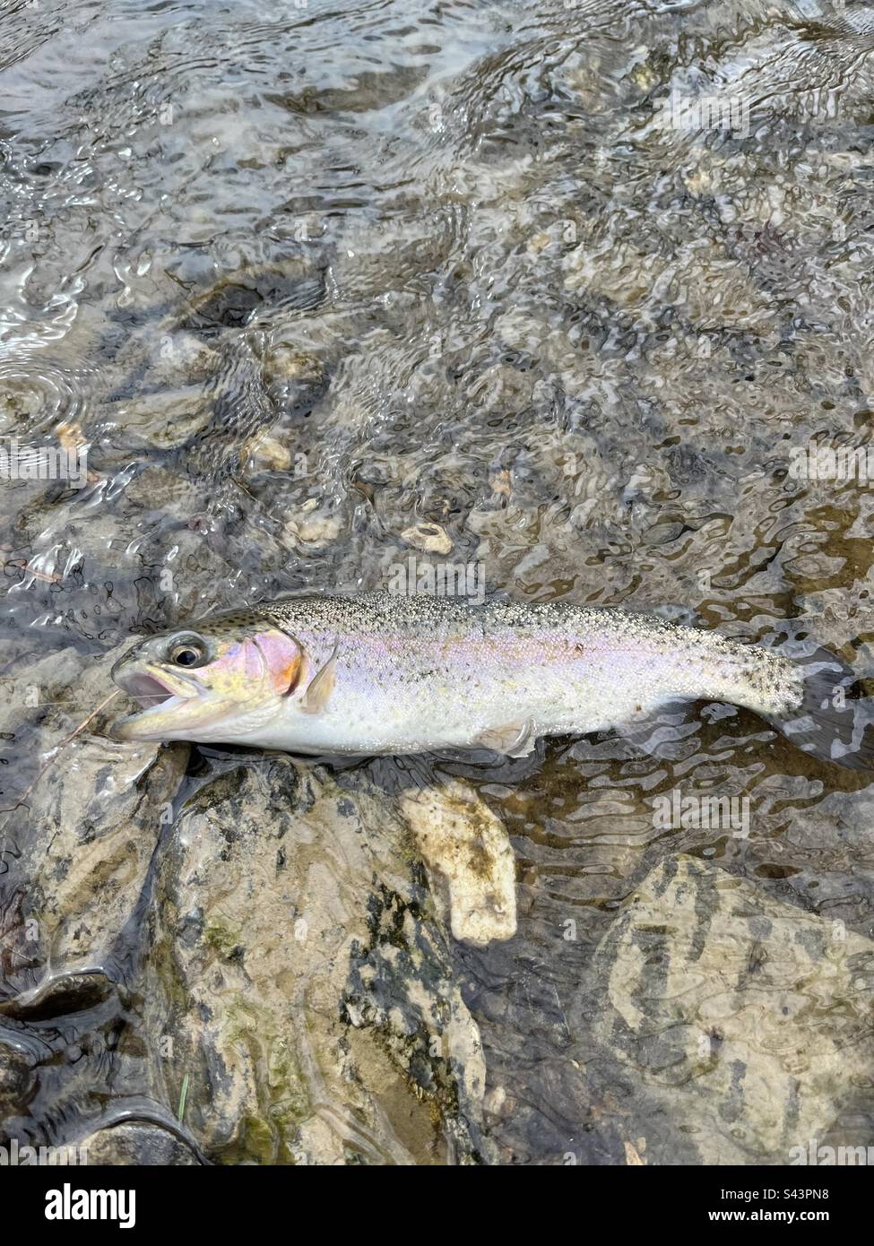 Trout in a creek Stock Photo Alamy