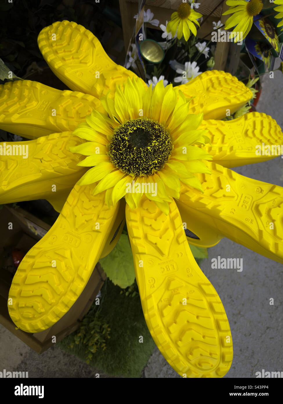 Yellow Wellington boot flower - Smartphone Captured Stock Image