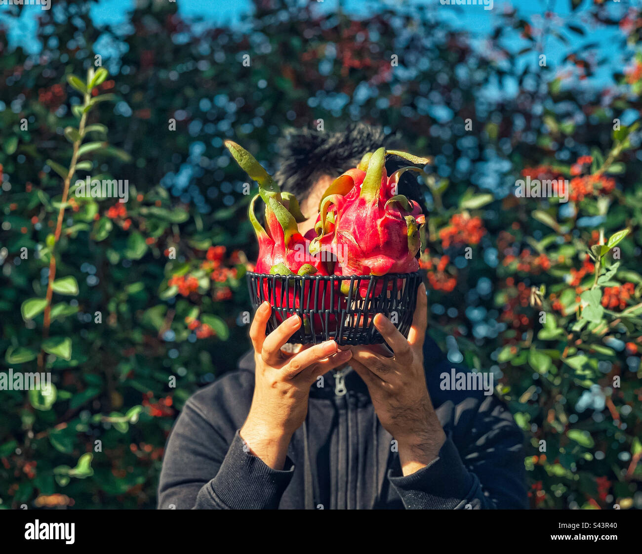 Adult man holding a black basket of red pitaya fruits against cotoneaster shrubs with red berries in autumn. - Smartphone Captured Stock Image