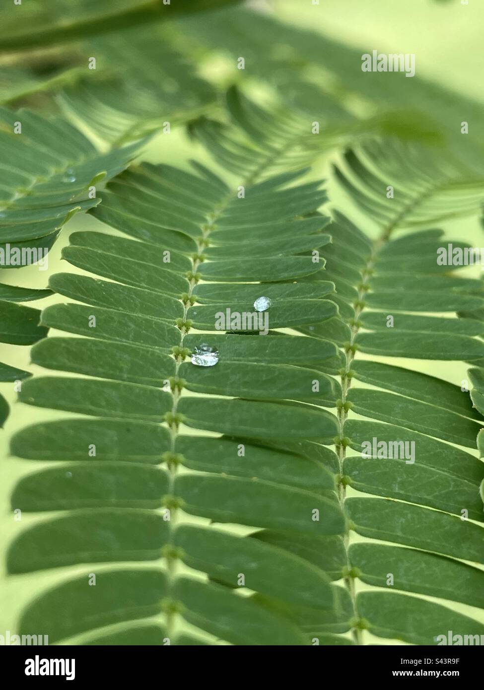 Foglie verdi, goccia, green leaves, water drop, acqua, Stock Photo