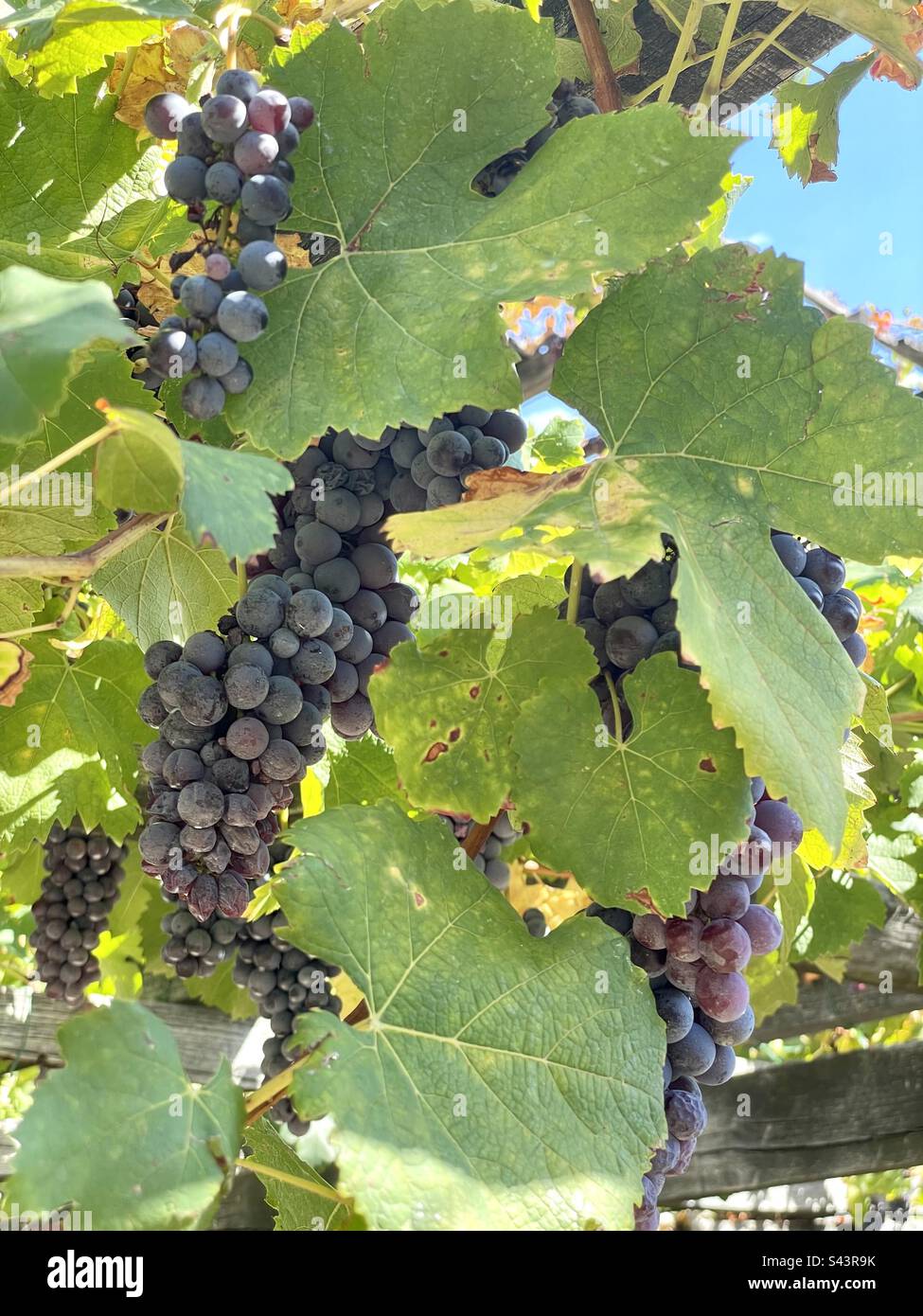 Grappoli hires stock photography and images Alamy