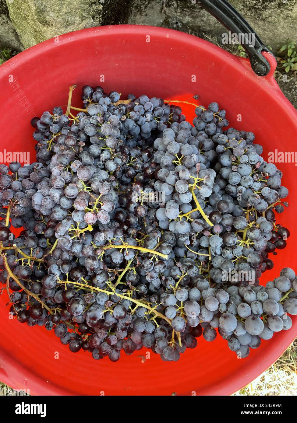 Uva, grappoli, vigna, vino, vino Nebbiolo, bunch, grape, vineyard, italian wine, vendemmia, harvest, Stock Photo
