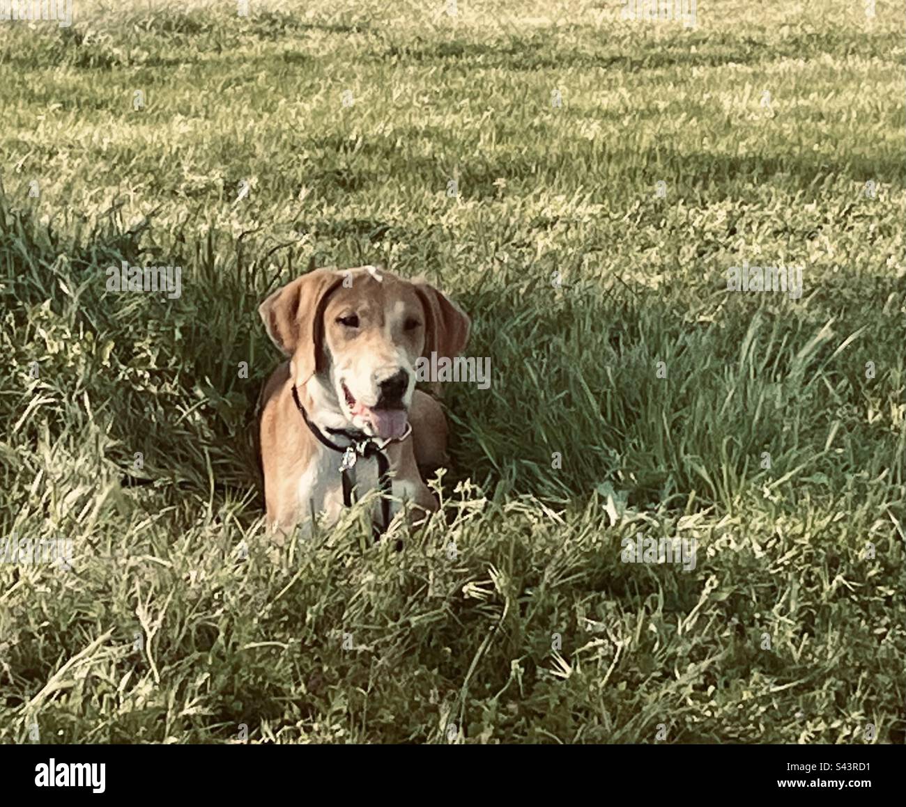 Beagle mix hi-res stock photography and images - Alamy