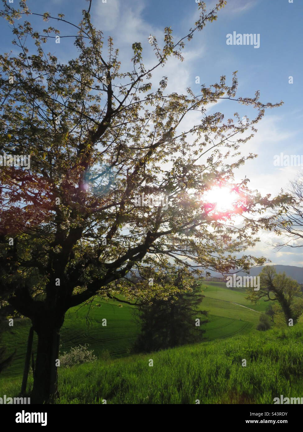 Evening Mood! Switzerland! - Smartphone Captured Stock Image