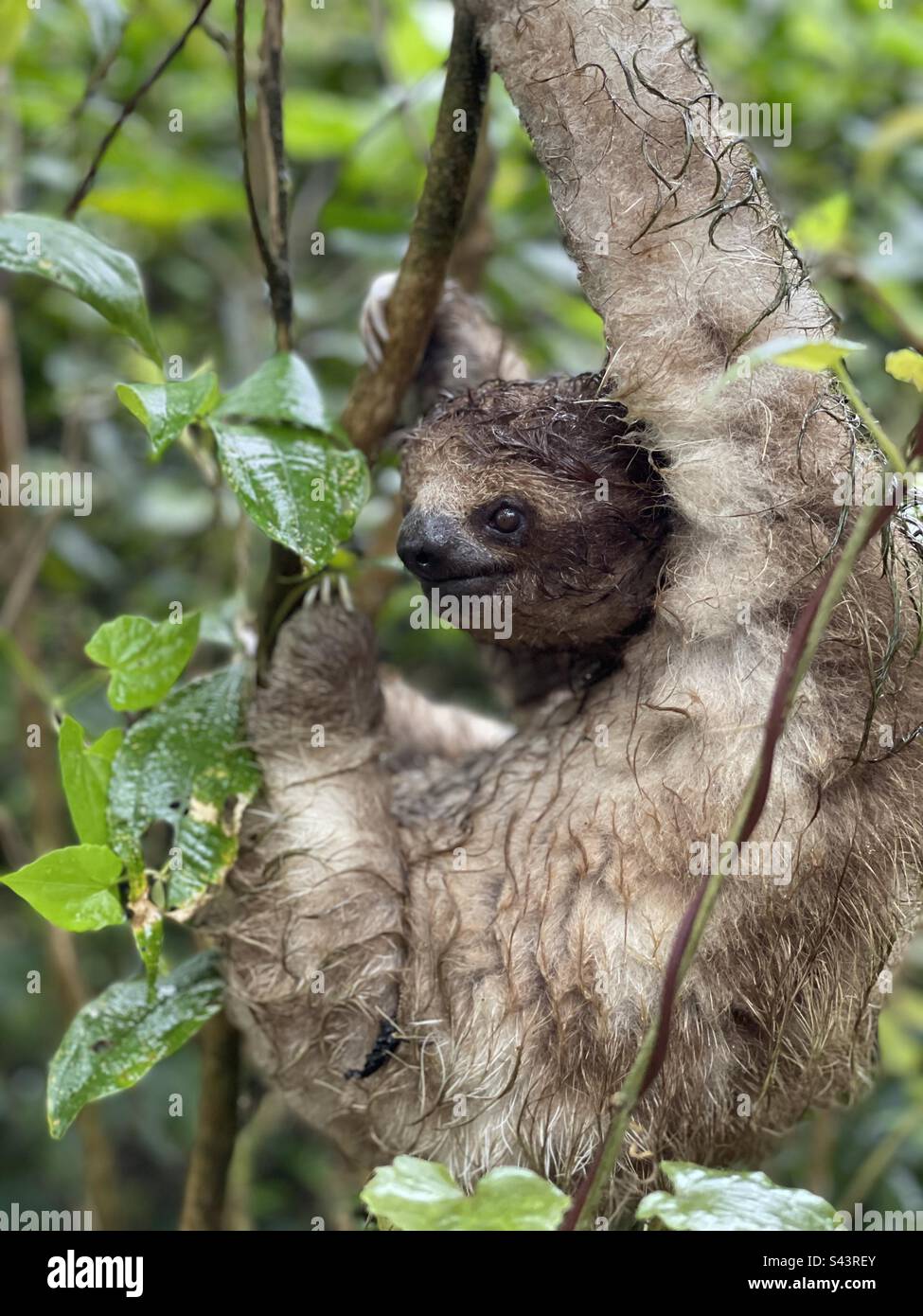 Three Toed Sloth Costa Rica Stock Photo - Alamy