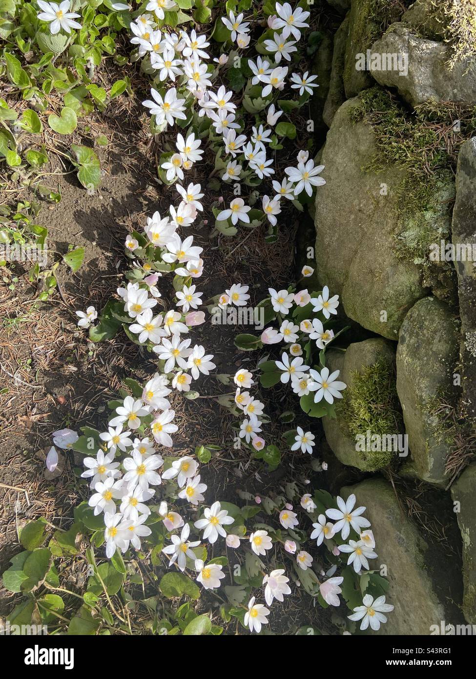 Flowers stone wall hi-res stock photography and images - Alamy