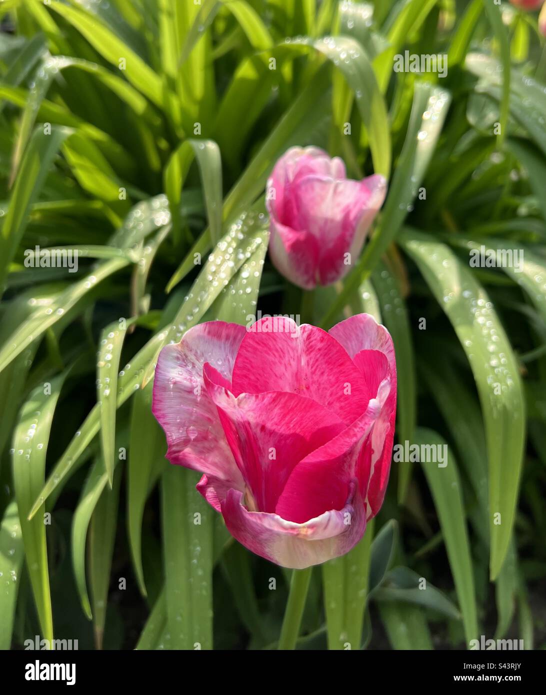 Tulips after rain hi-res stock photography and images - Alamy