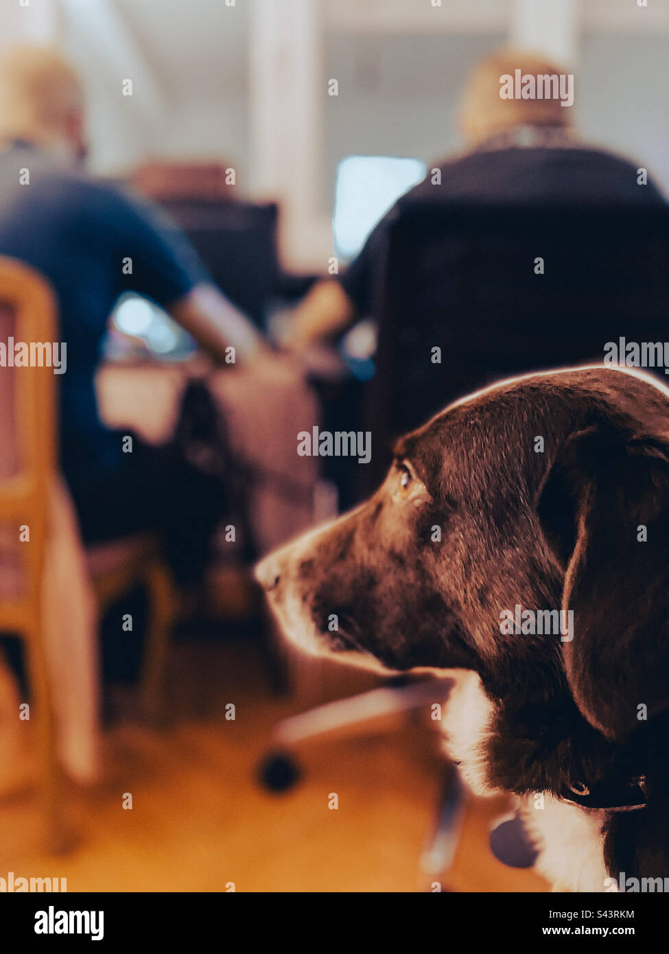 Dog in an office Stock Photo