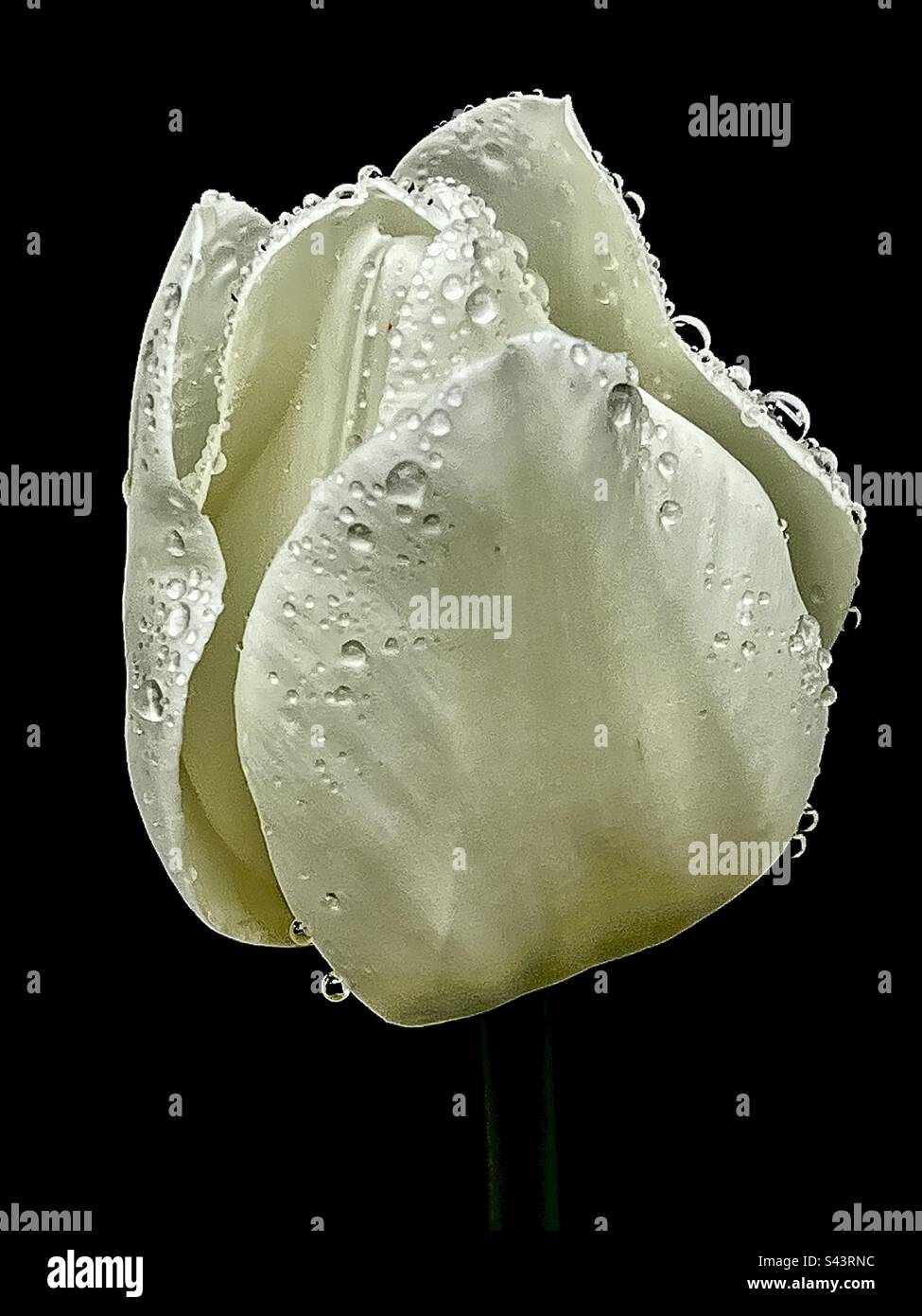 A gorgeous white tulip flower in my garden April 2023. Stock Photo