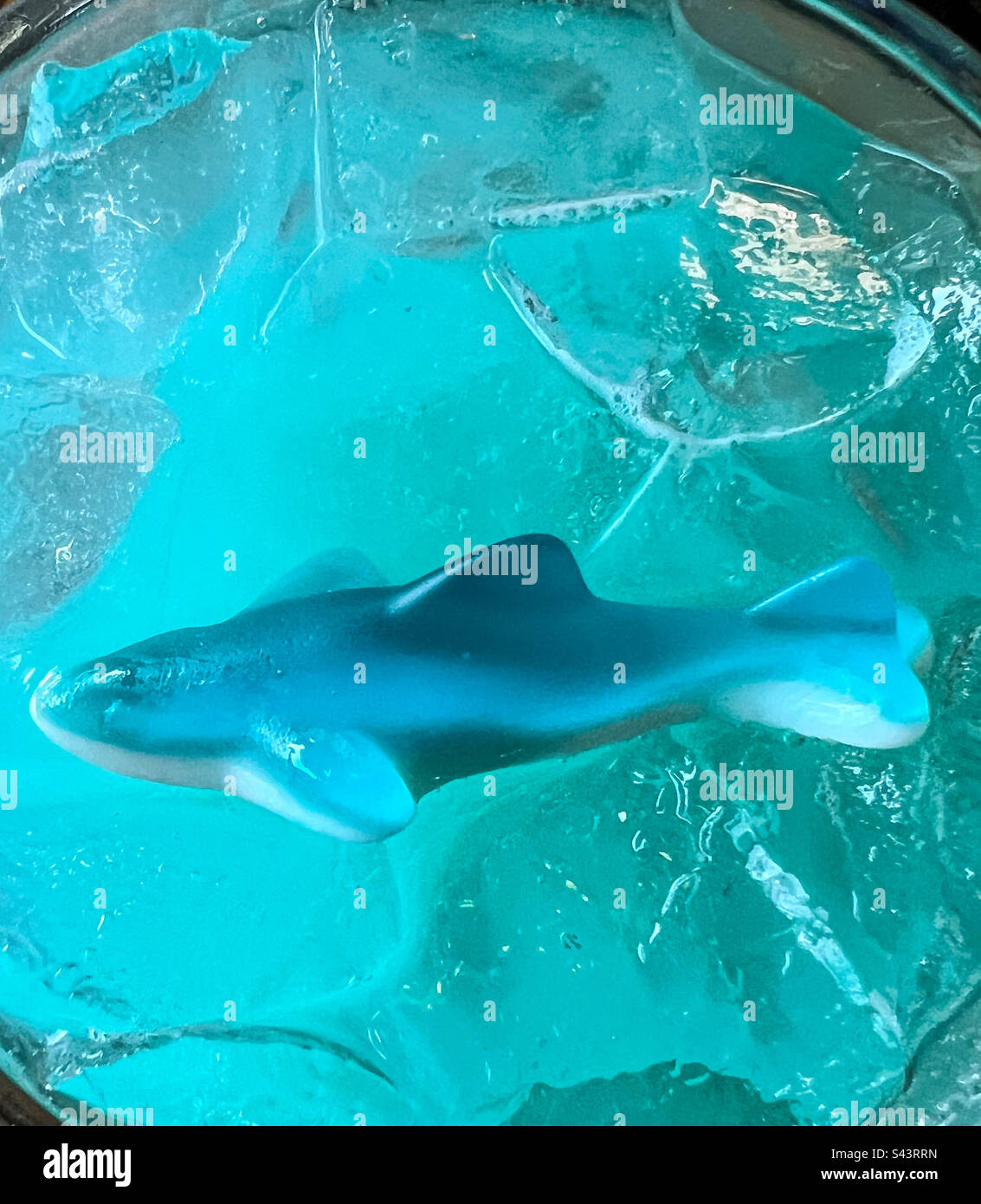 Tipsy shark clearance