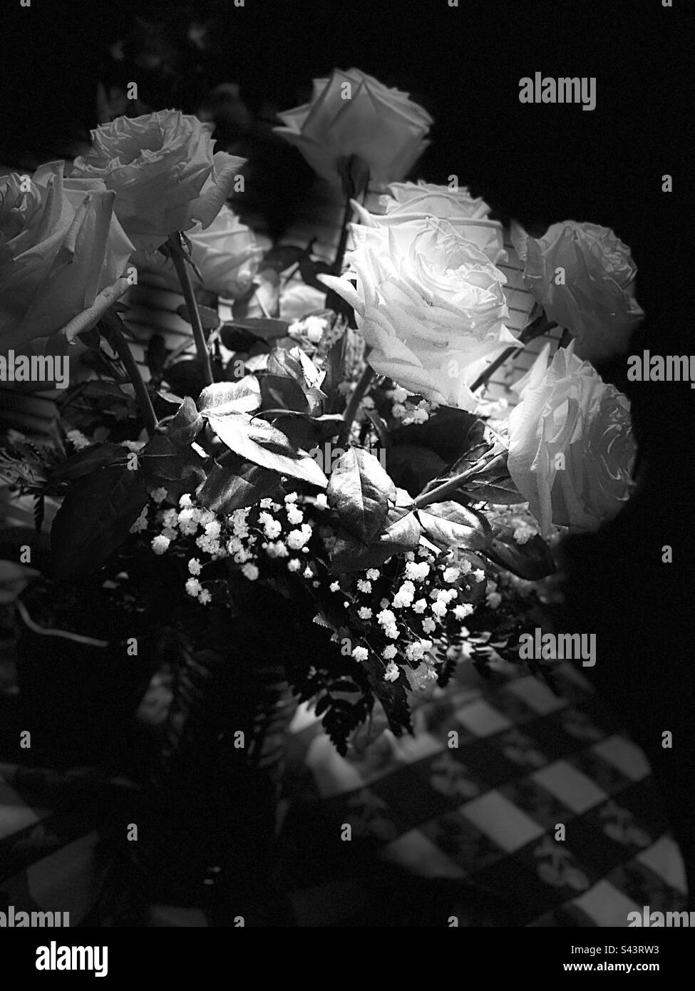 A portrait of white roses - Smartphone Captured Stock Image