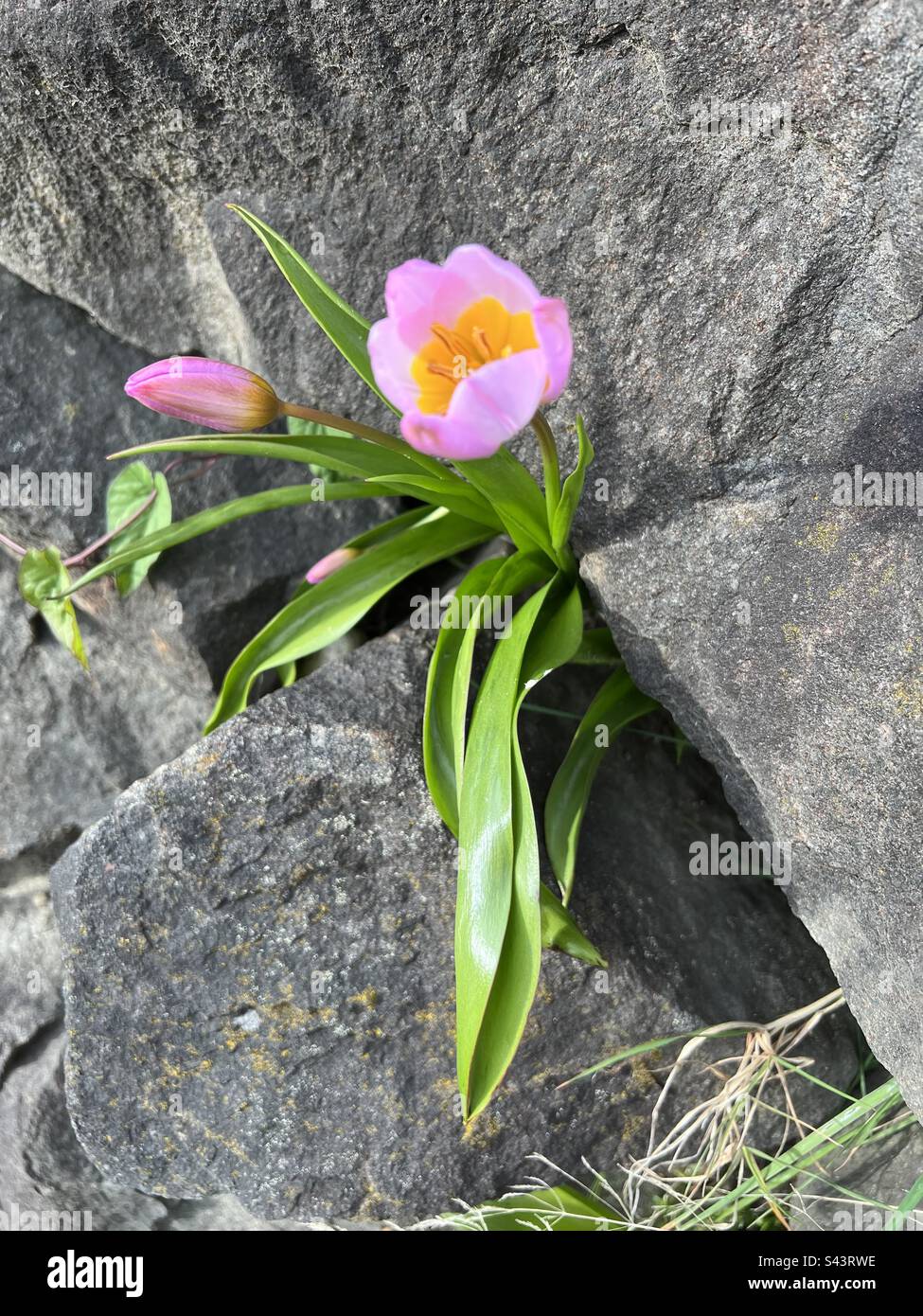 Flowers growing in rock crevice hires stock photography and images Alamy