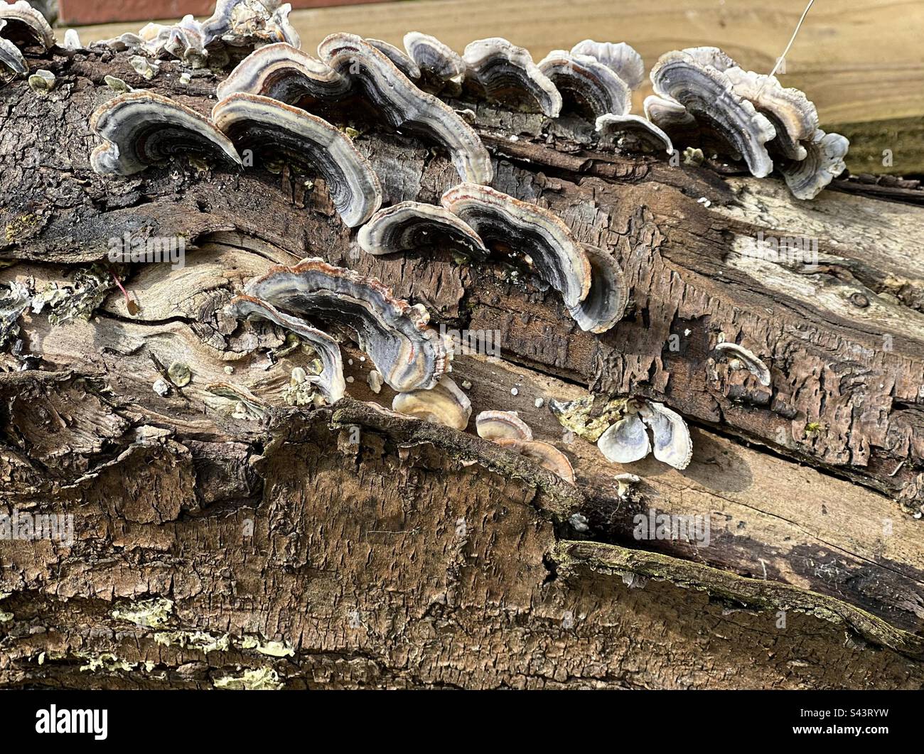 Fungus growing on a tree bark Stock Photo Alamy