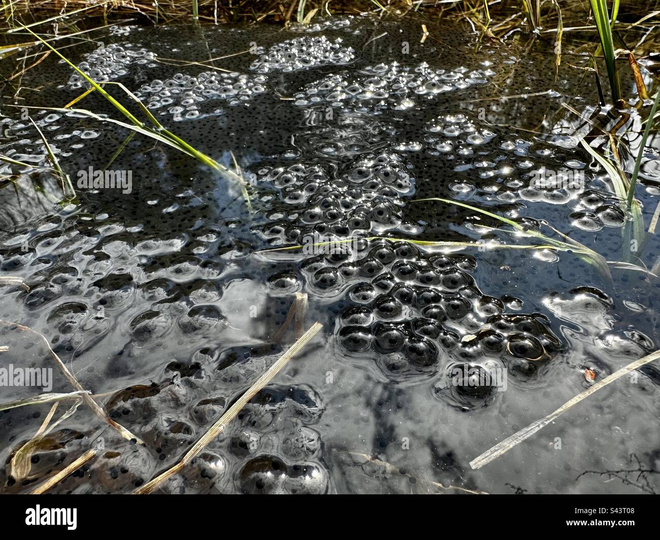 Frogspawn in springtime pond - Smartphone Captured Stock Image