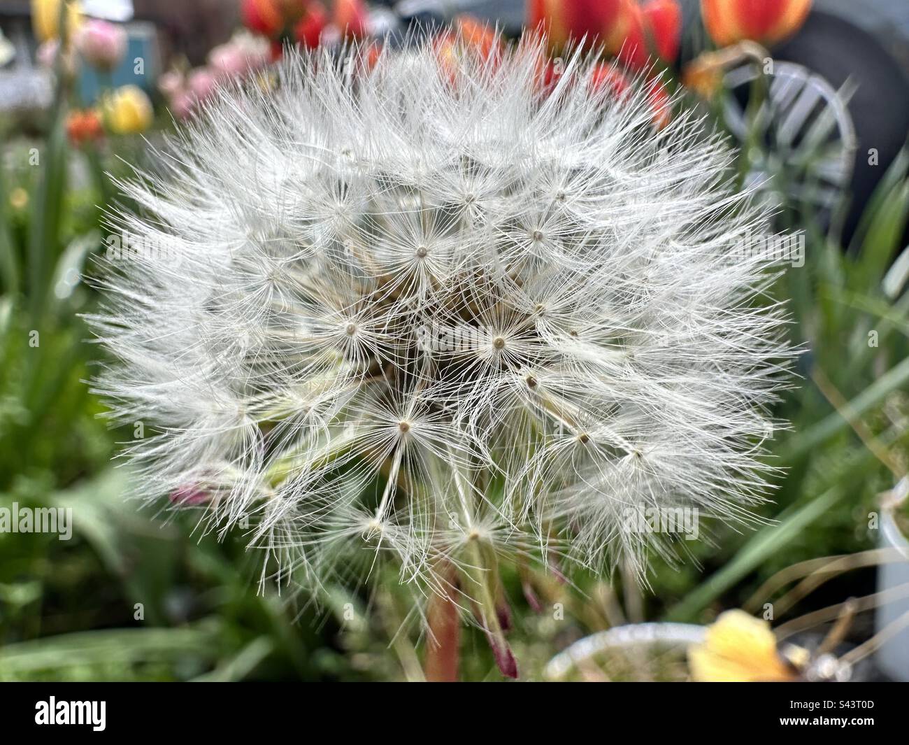 Dandelion Flower - Smartphone Captured Stock Image