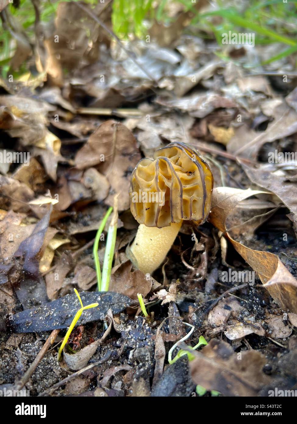 Close up of mushroom (Verpa bohemica) Stock Photo
