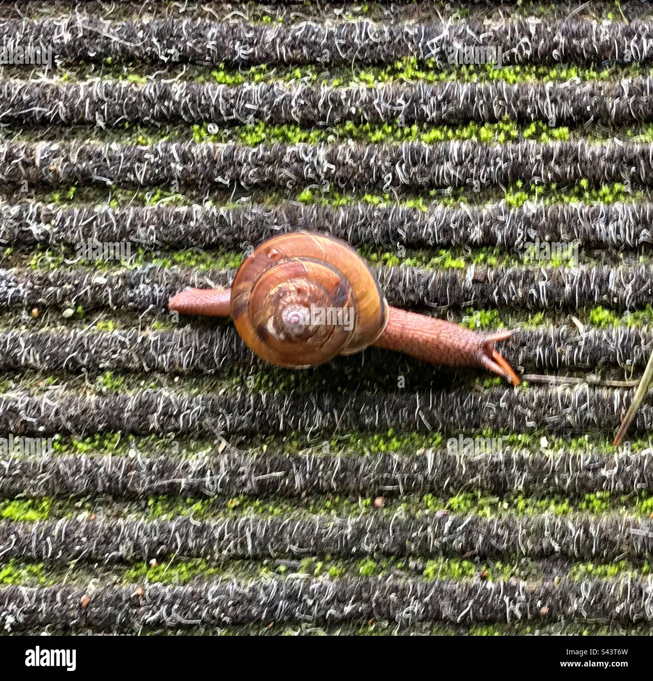 Vibrant Red Snail, Found it near Abbe Falls, Coorg