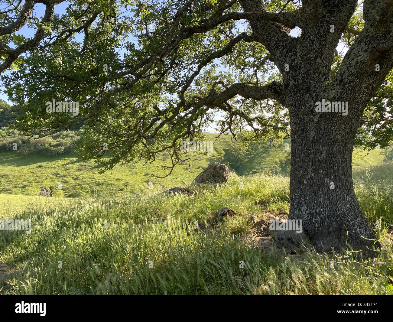 Oak tree on grassy hillside Stock