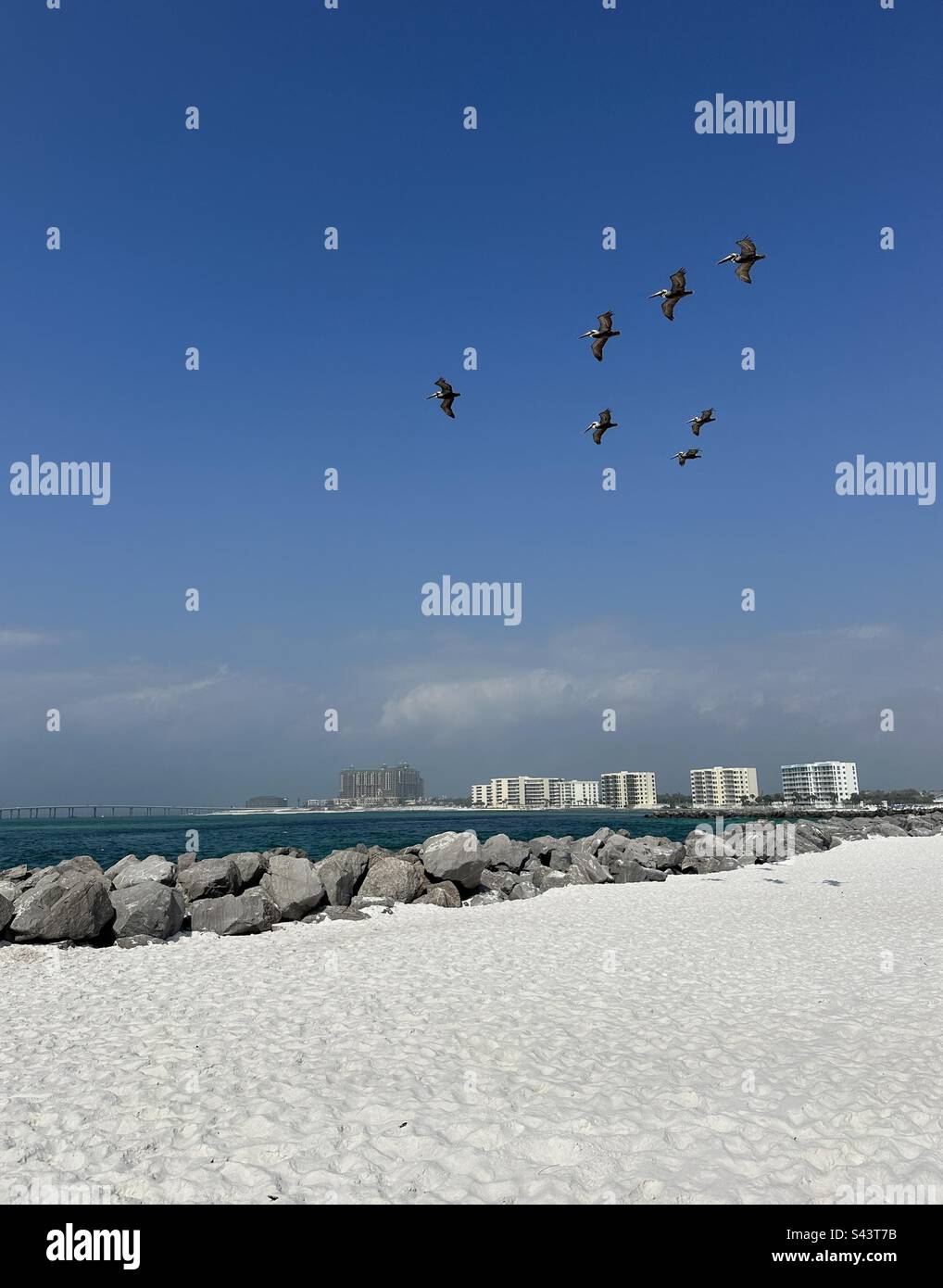Flock of pelicans flying at Destin Florida East Pass beach - Smartphone Captured Stock Image