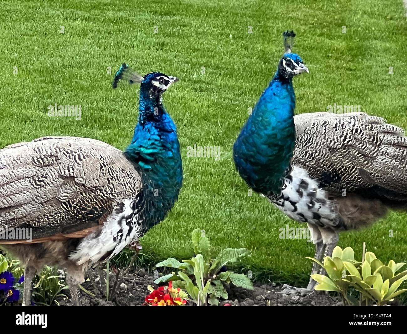 Two pea hens eating red primroses in a garden Stock Photo - Alamy