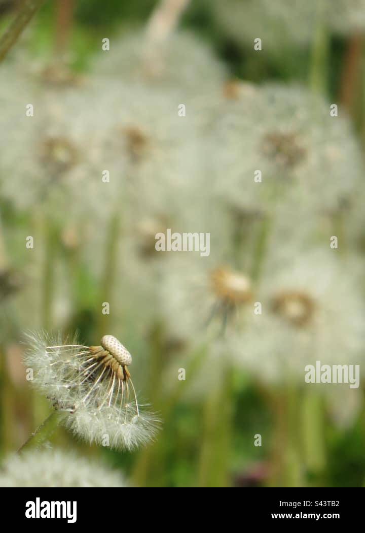 Dandelion - Smartphone Captured Stock Image
